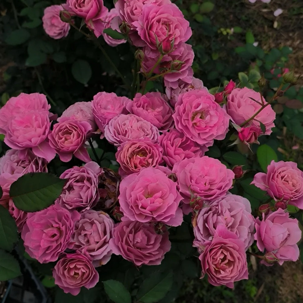 Aoi Rose