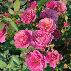 Aoi Rose