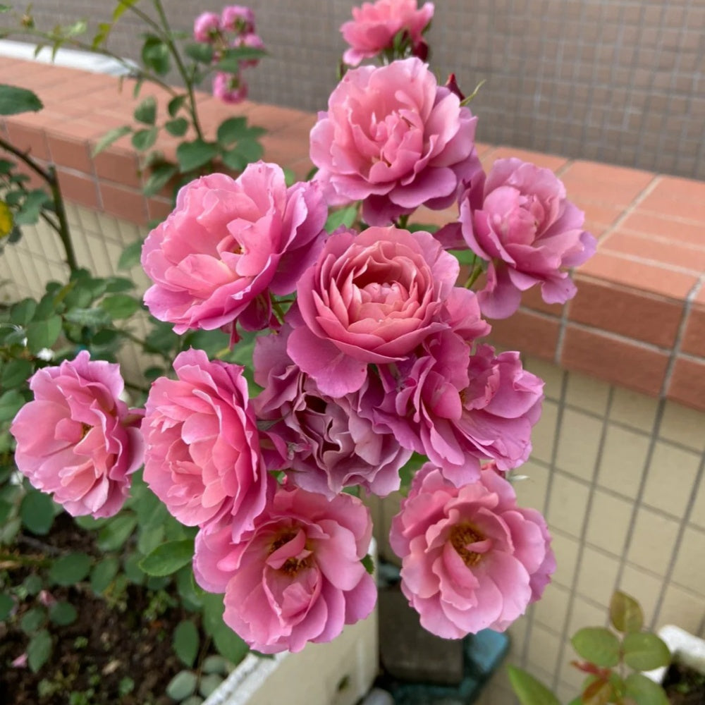Aoi Rose