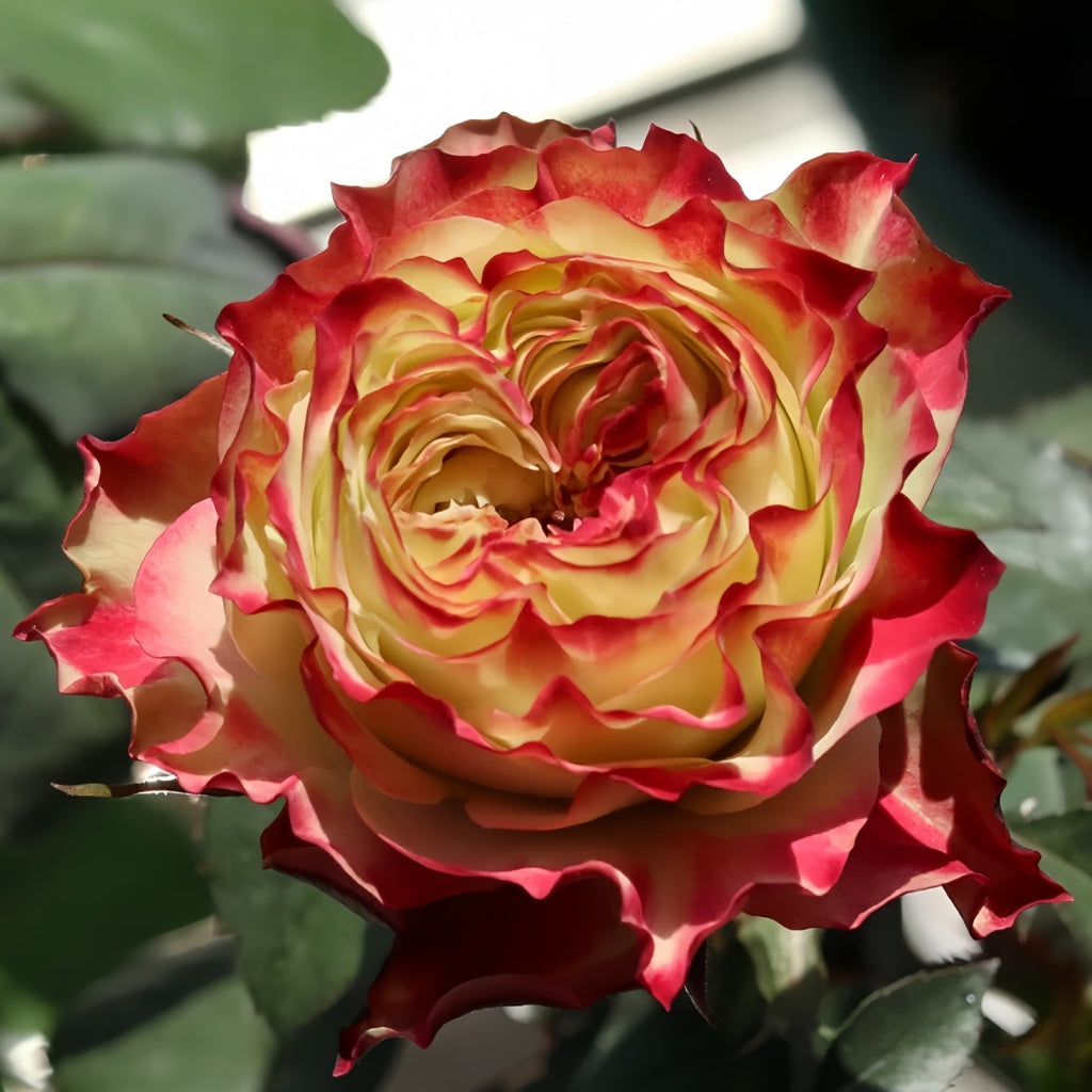 Apple Jack Rose-苹果杰克｜Netherlands Cut Rose – Ergongzy Roses