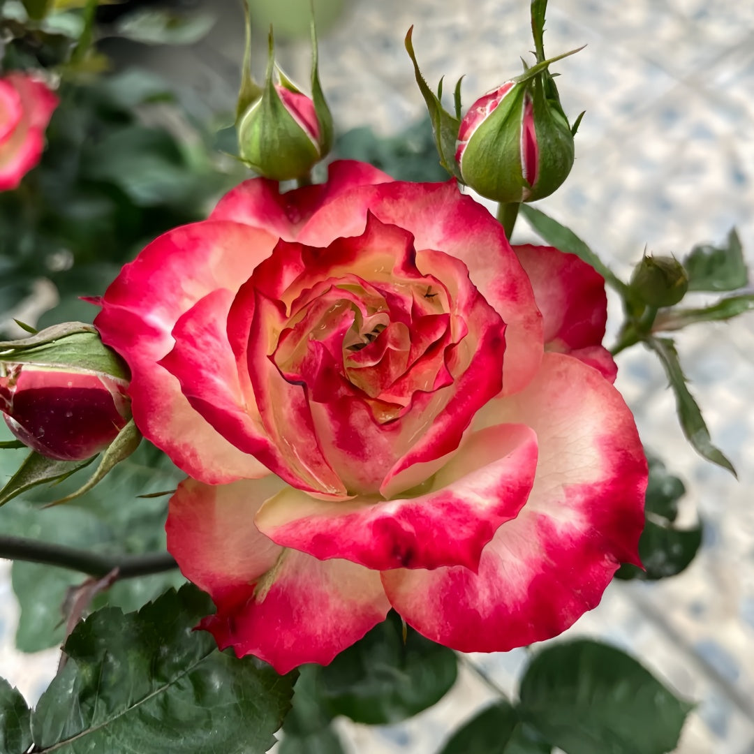 Apple Jack Rose