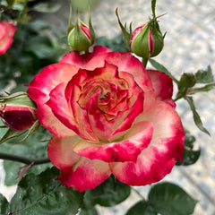 Apple Jack Rose