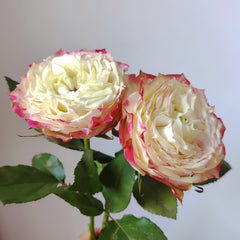 Apple Jack Rose