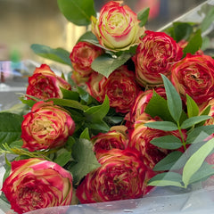 Apple Jack Rose-苹果杰克｜Netherlands Cut Rose – Ergongzy Roses