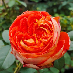 Arancia Rose-橙意｜Japanese Cut Rose