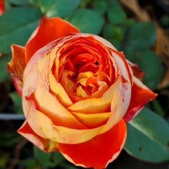 Arancia Rose-橙意｜Japanese Cut Rose