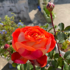 Arancia Rose