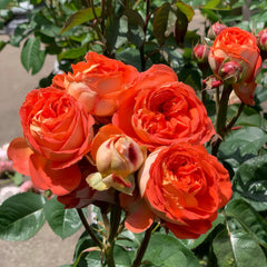 Arancia Rose