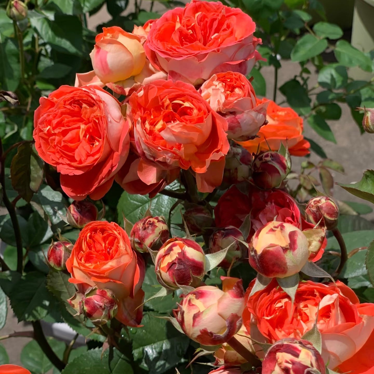 Arancia Rose