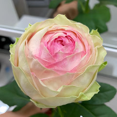 Armure Blanche rose