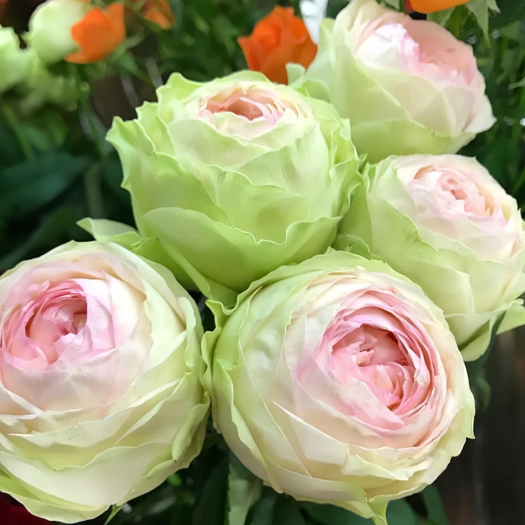 Armure Blanche rose