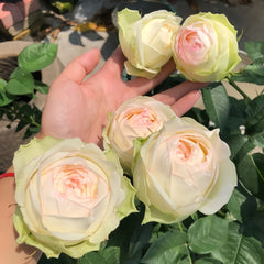 Armure Blanche rose