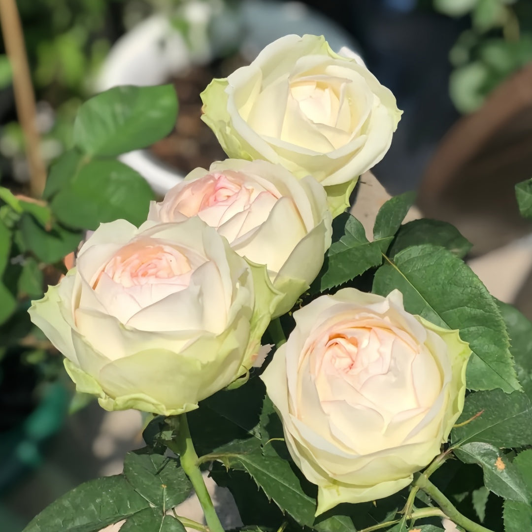 Armure Blanche rose