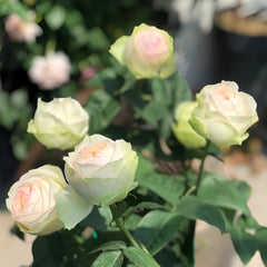 Armure Blanche rose