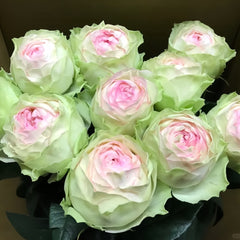 Armure Blanche rose