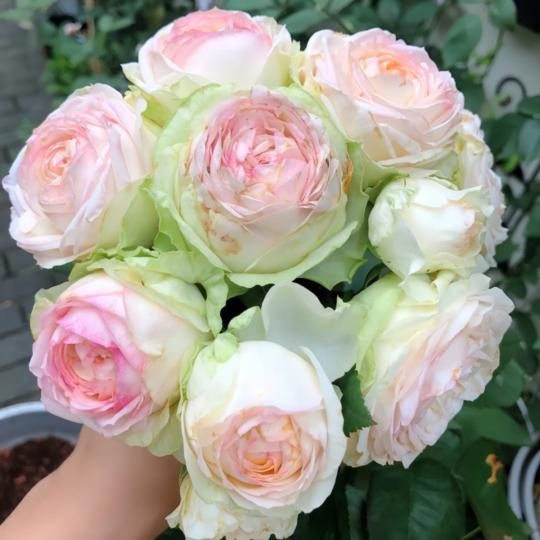 Armure Blanche rose