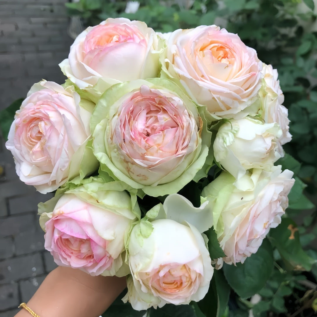 Armure Blanche rose