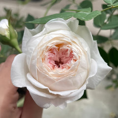 Arrieta Rose