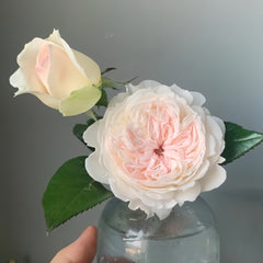 Arrieta Rose