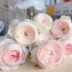Arrieta Rose