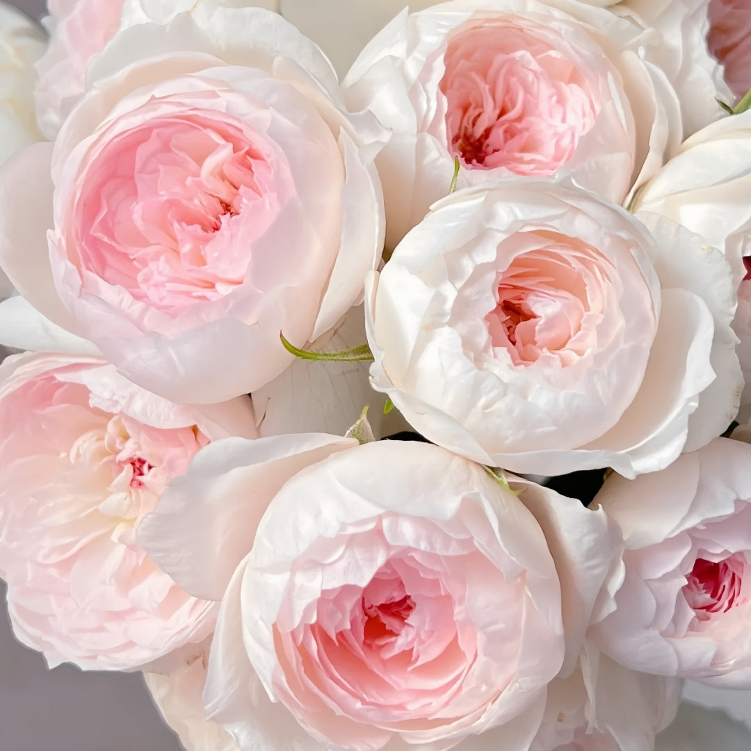 Arrieta Rose