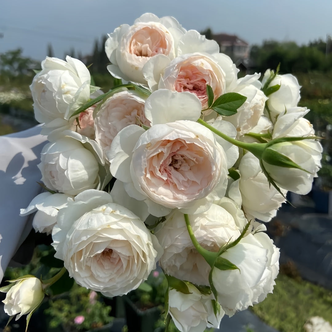 Arrieta Rose