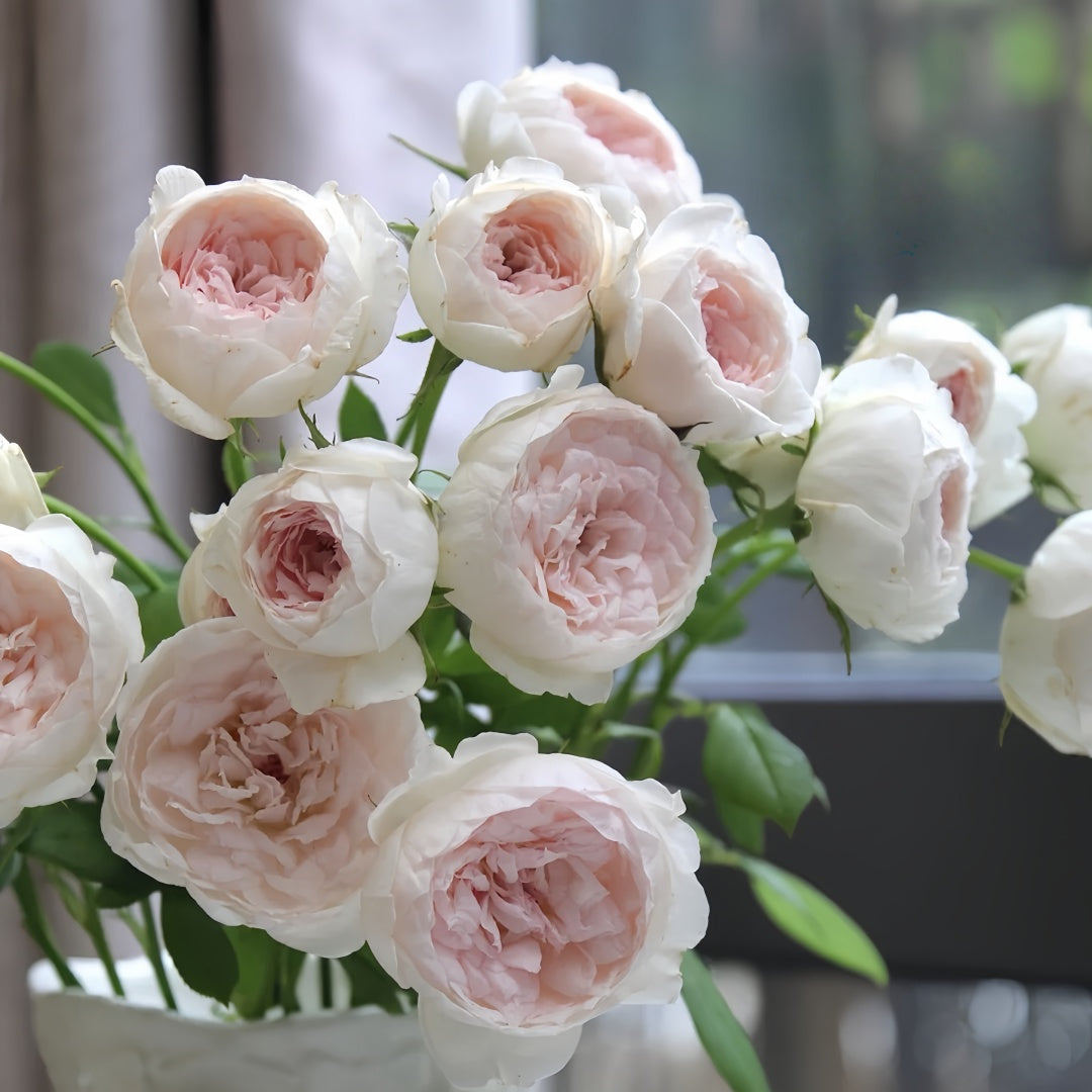 Arrieta Rose