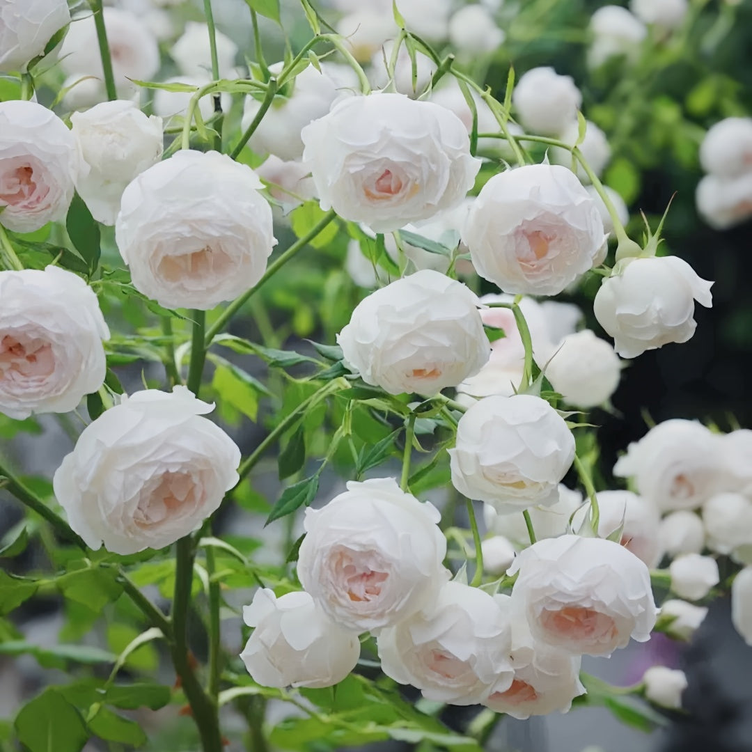 Arrieta Rose