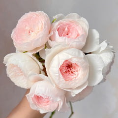 Arrieta Rose