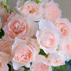 Aube Legere Rose-黎明｜France Shrub Rose