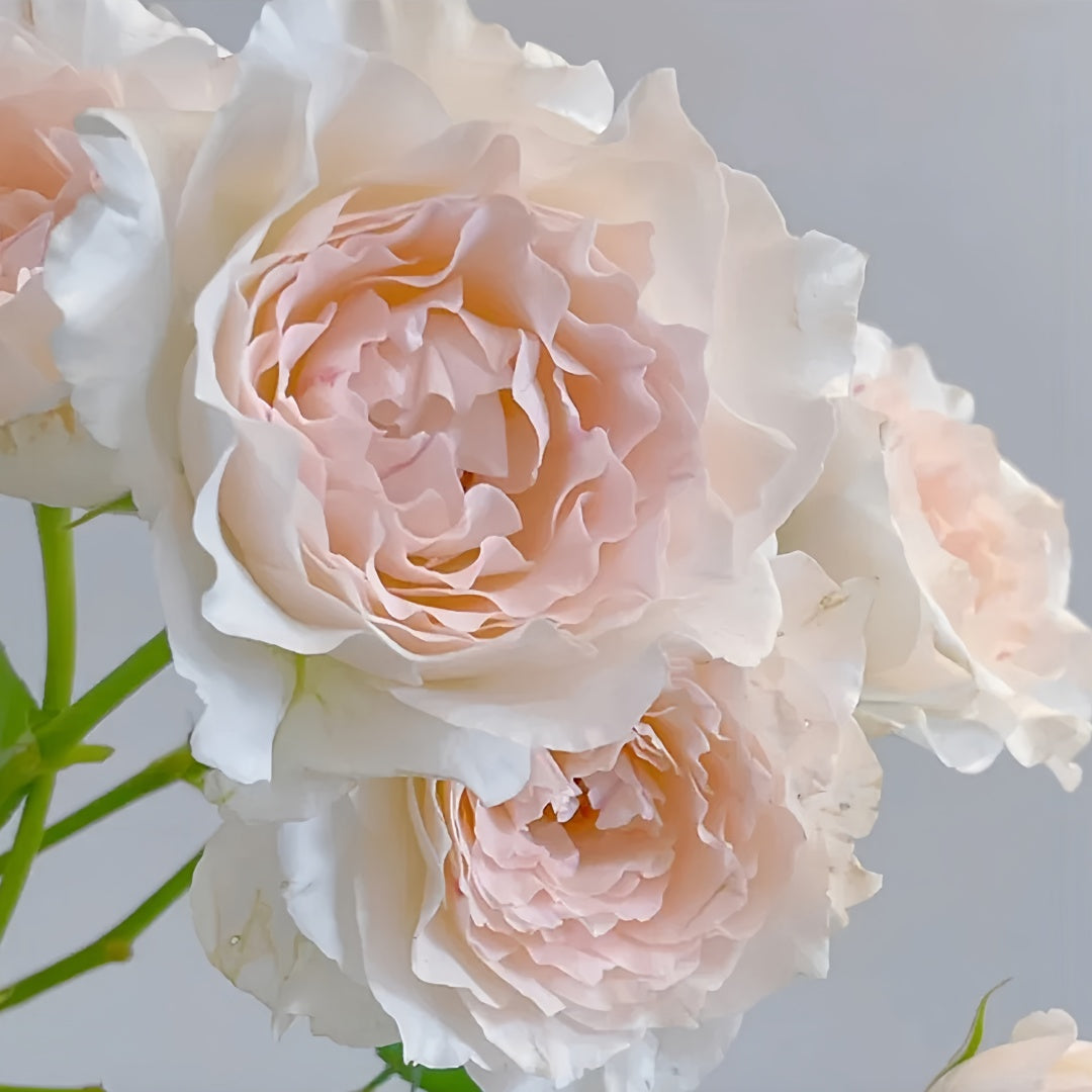 Aube Legere Rose-黎明｜France Shrub Rose