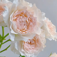 Aube Legere Rose-黎明｜France Shrub Rose