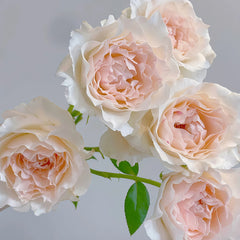 Aube Legere Rose-黎明｜France Shrub Rose