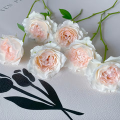 Aube Legere Rose-黎明｜France Shrub Rose