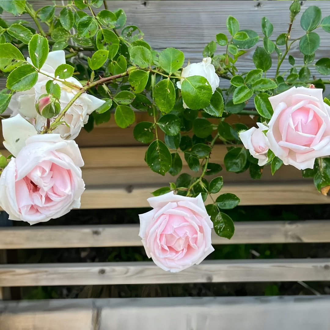 Aube Legere Rose-黎明｜France Shrub Rose