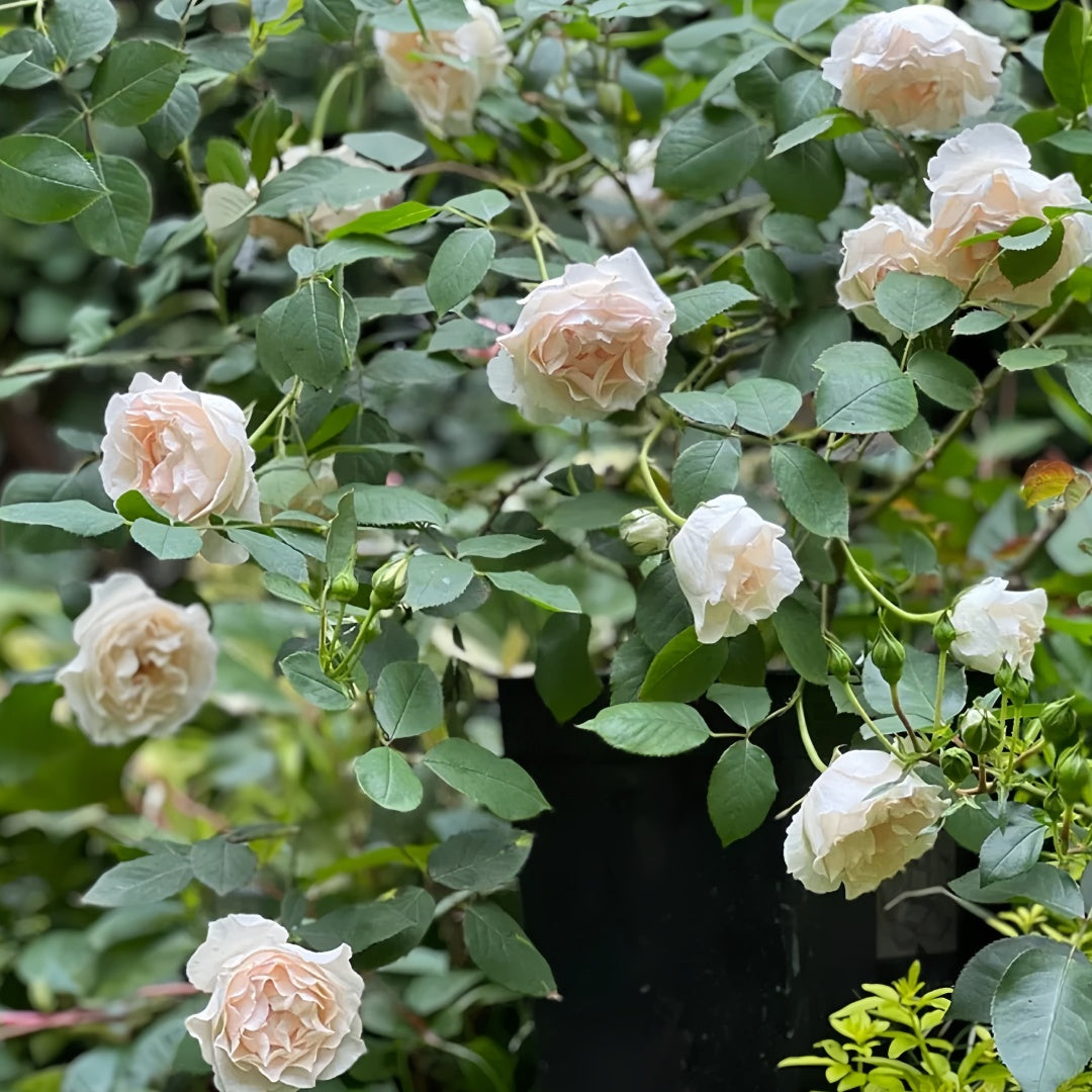 Aube Legere Rose-黎明｜France Shrub Rose