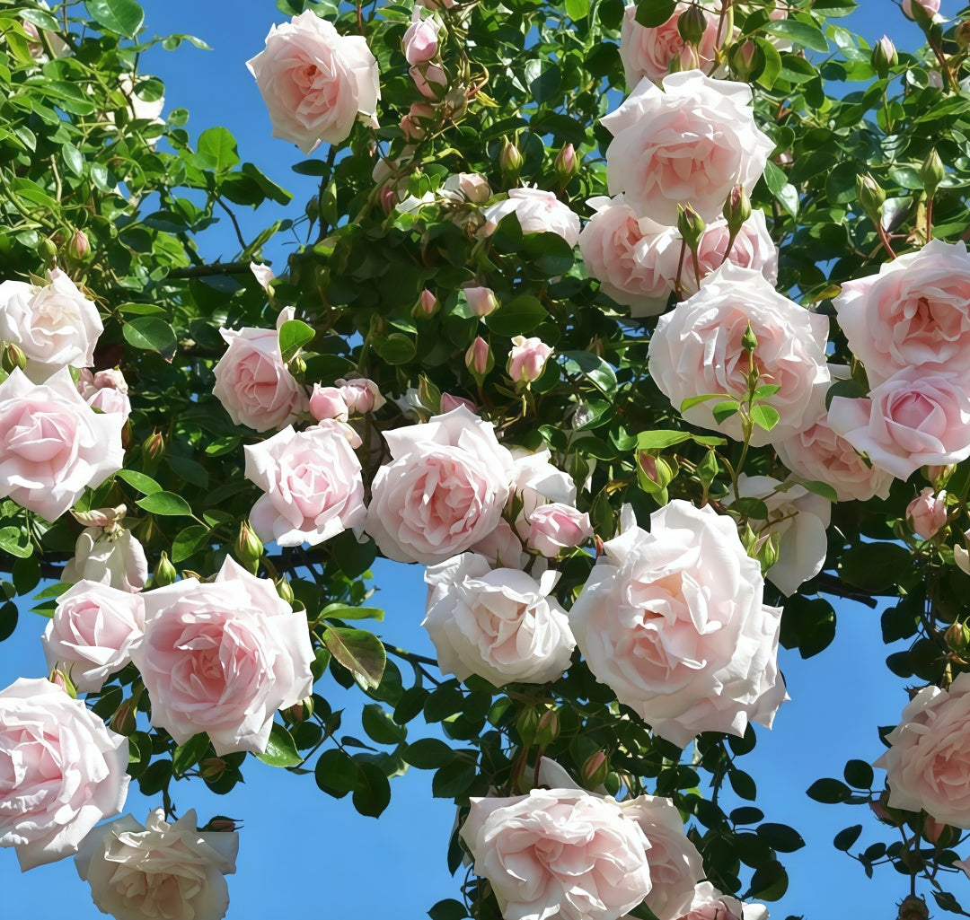 Aube Legere Rose-黎明｜France Shrub Rose