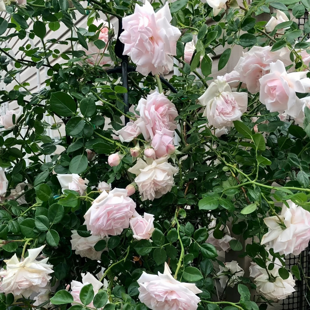 Aube Legere Rose-黎明｜France Shrub Rose