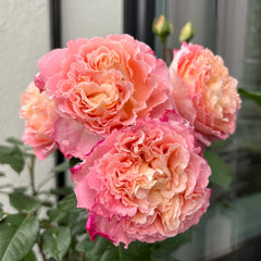 Augusta Luise Rose