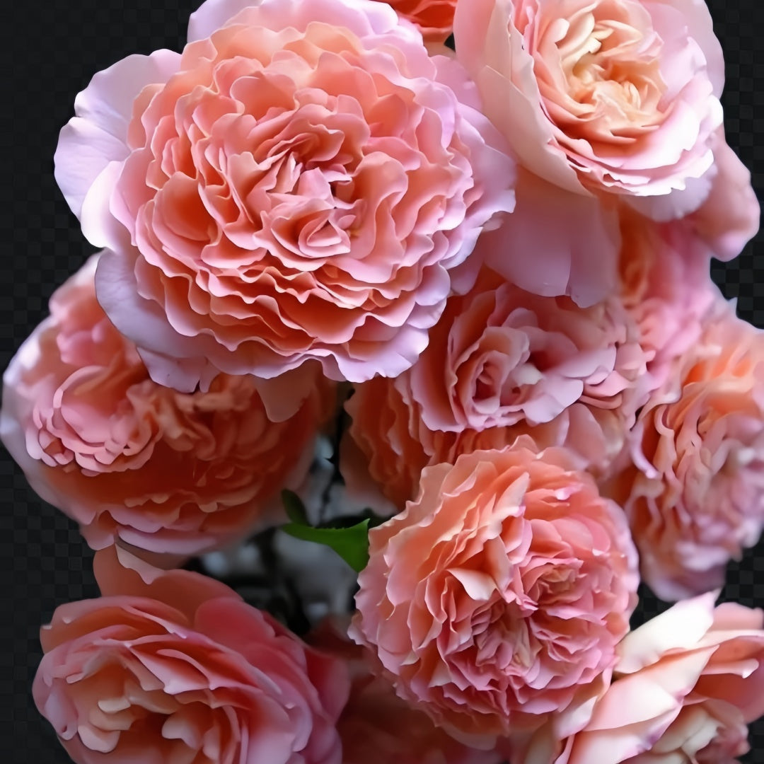 【Lilly.rose様リクエスト】945 微塵唐草7尺輪花皿他4点おまとめにて SPJ077，La Marié 河本新娘/新婚, Japanese Floribunda Rose