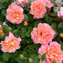 Augusta Luise Rose