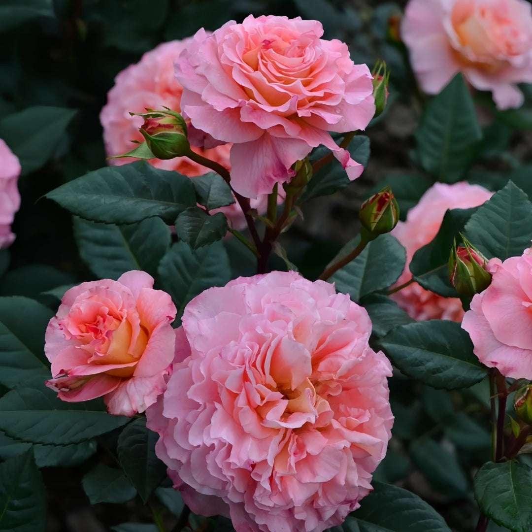 Augusta Luise Rose