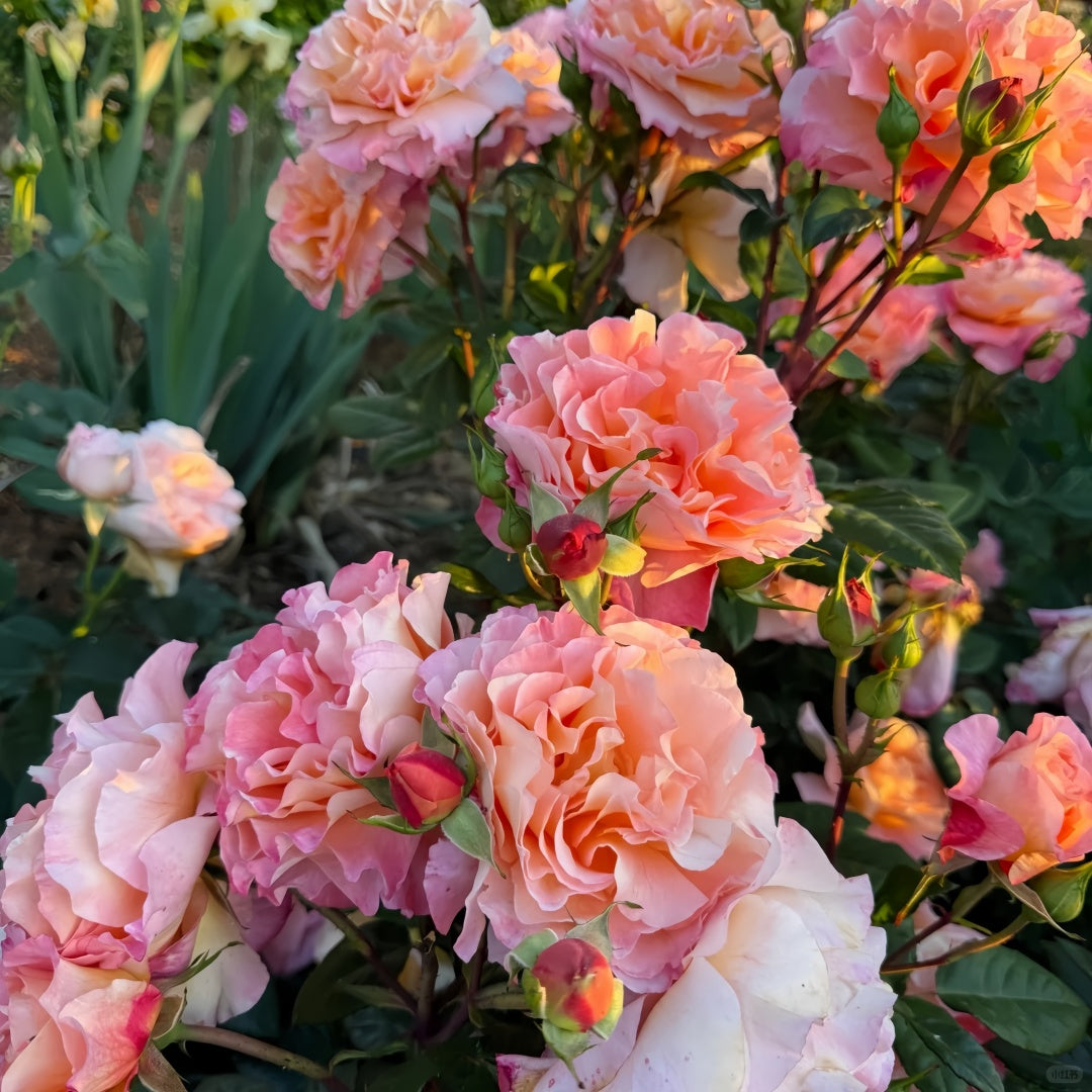 Augusta Luise Rose