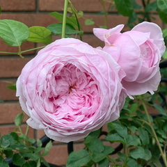 Ausbite rose-自由精神｜English Climbing Rose