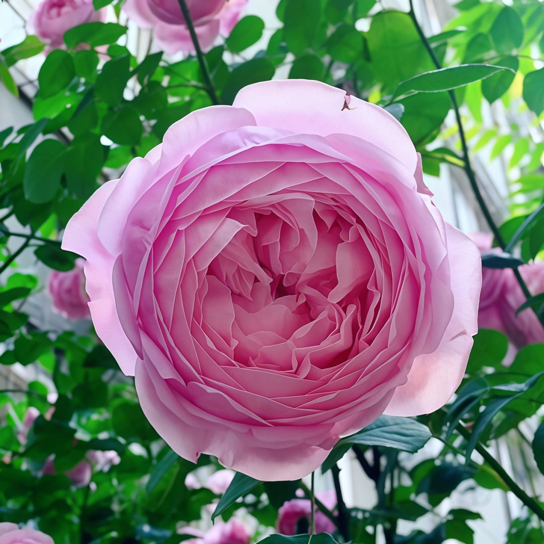 Ausbite rose-自由精神｜English Climbing Rose