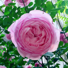 Ausbite rose-自由精神｜English Climbing Rose