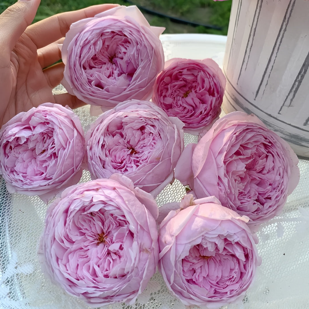 Ausbite rose-自由精神｜English Climbing Rose