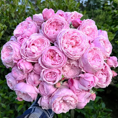 Ausbite rose-自由精神｜English Climbing Rose