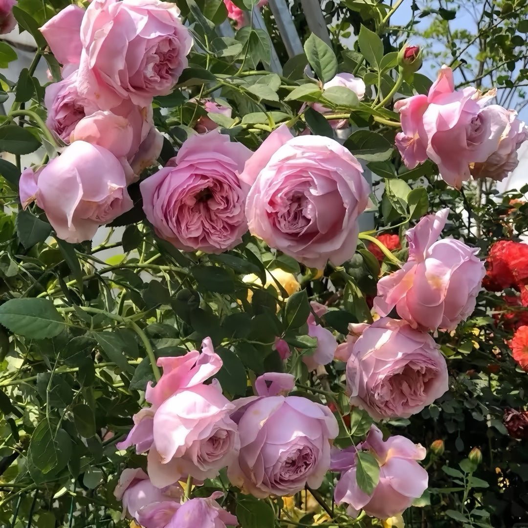 Ausbite rose-自由精神｜English Climbing Rose