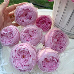 Ausbite rose